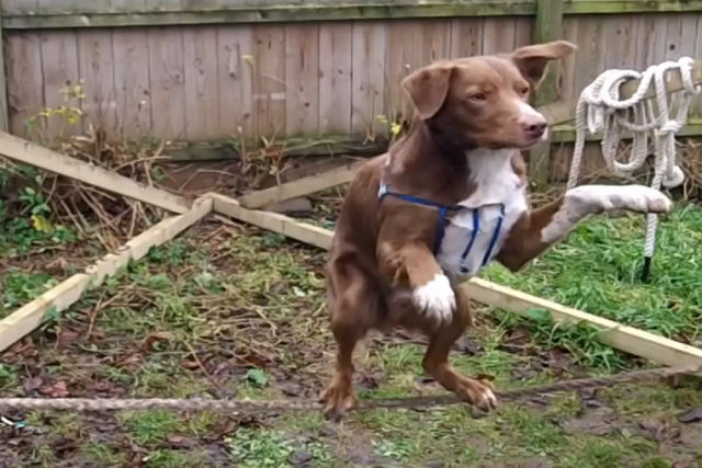 Cãozinho entra para o Guinness por acrobacias na corda bamba