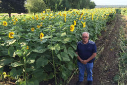 Homem plantou mais de 100 hectares de girassóis para homenagear esposa que morreu de câncer