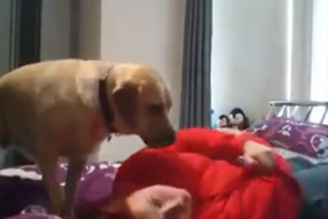 Sua humana sofre um ataque epiléptico, mas este cão sabe perfeitamente o que deve fazer