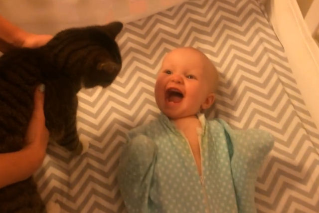 Este bebê tem a melhor reação que você já viu ao encontrar o gato da casa