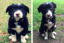 23 fotos de antes e depois de filhotes adoráveis que se tornaram amados cães