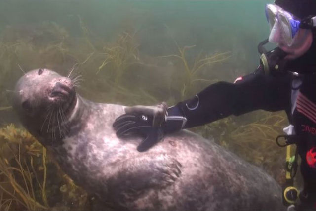 Esta foca pediu carinho a um mergulhador como se fosse um cãozinho