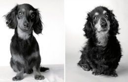 Ontem e hoje: cães fotografados quando filhotes e na velhice