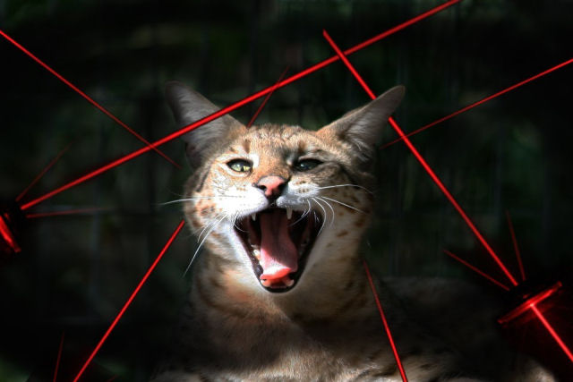 Será que os grandes felinos também gostam de ponteiros laser?
