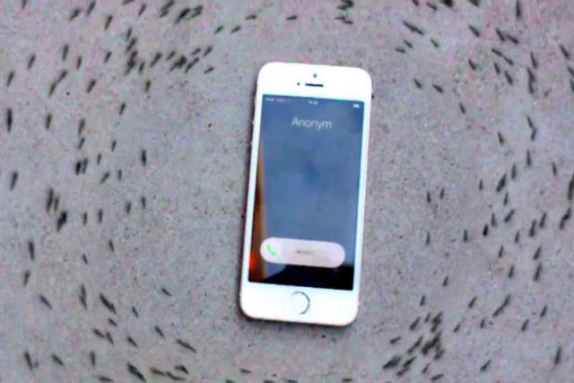 Por que será que essas formigas circulam misteriosamente em volta de um iPhone?