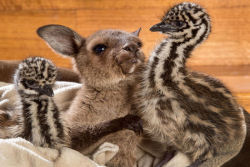 Estes bebês emus aconchegados com um bebê canguru vão fazer você vomitar arco-íris<br />
