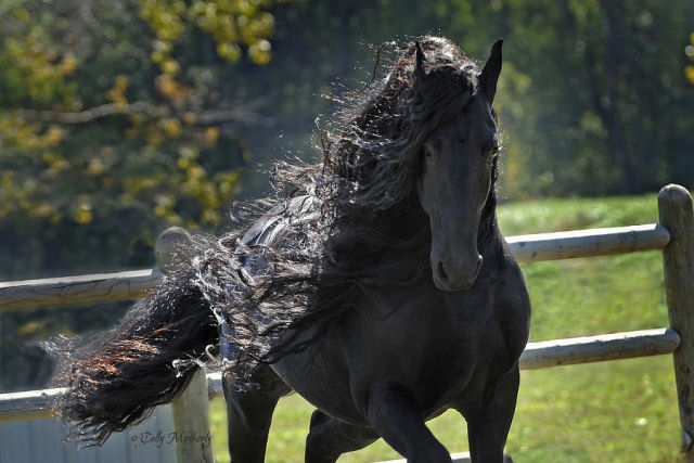 Frederik O Grande é um lindo e incrível cavalo frisão