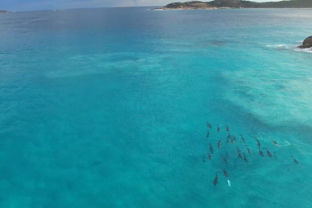 Grande bando de golfinhos à vista de drone nadando perto da costa