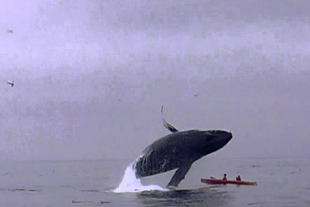 Baleia jubarte salta em cima de dois canoíostas