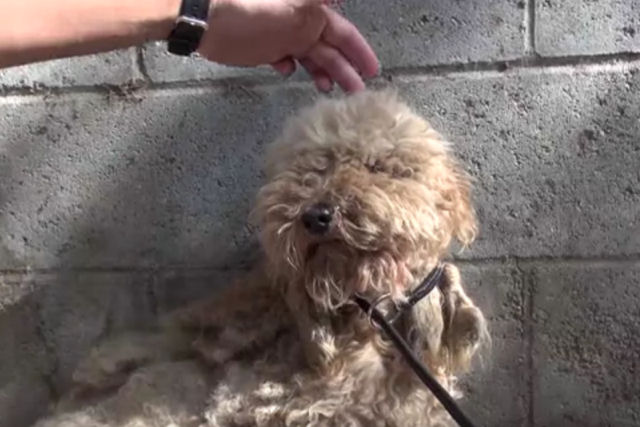 Poodle resgatado passa por uma transformação impressionante