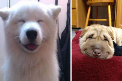 25 cães felizes mostrando seu melhor sorriso