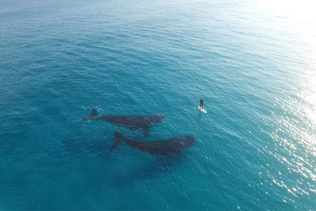 Este vídeo de 2 baleias próximas a um surfista é o mais relaxante e bonito que você vai ver hoje
