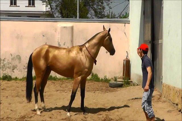 Conheça o cavalo Akhal Teke dourado