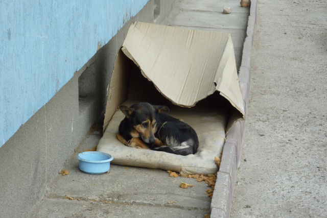 Cãozinho de rua era ignorado quando tentava chamar a atenção. Até que sua sorte mudou
