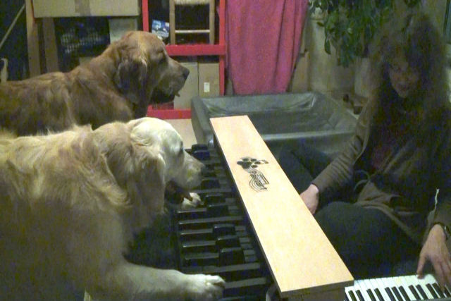Extraordinário: cães repetem a nota tocada por sua dona no teclado