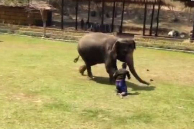 Elefante zeloso mostra empatia ao socorrer seu cuidador