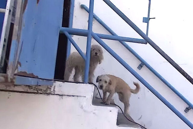 2 cães desabrigados vivendo em uma pilha de lixo são resgatados juntos