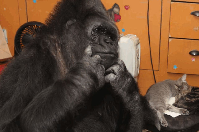 Uma gorila adota dois gatinhos e tornam-se uma das famílias mais adoráveis do mundo