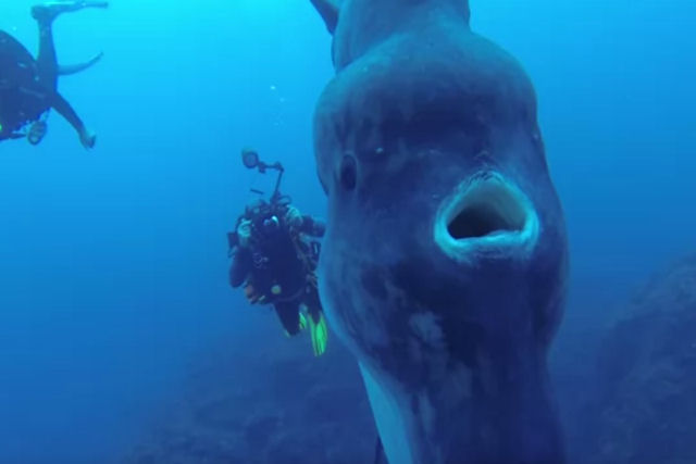 Dois mergulhadores toparam com o maior peixe-lua visto até o momento