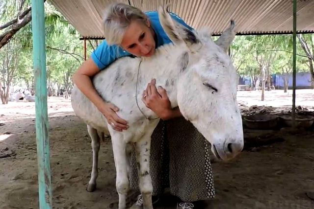 Foi terrivelmente maltratado por seu dono, mas este burro recuperou-se espetacularmente em dois meses