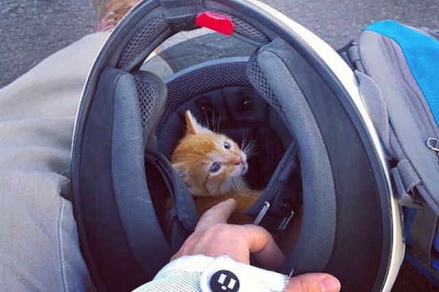 Uma motociclista para o trânsito pra salvar um gatinho