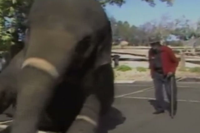 Depois de 15 anos separados, um velho homem do circo se reúne com sua elefanta