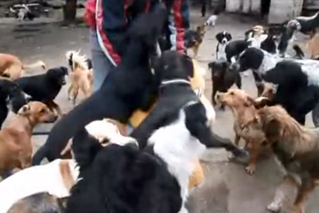 Um refúgio que acolhe 450 cães demonstra que é possível fazê-los felizes com pouco