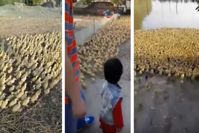 Estouro de patos: 5.000 patinhos correm para nadar na lagoa pela primeira vez