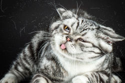 Shake Cats: divertido vídeo de alta velocidade de gatos sacudindo o esqueleto