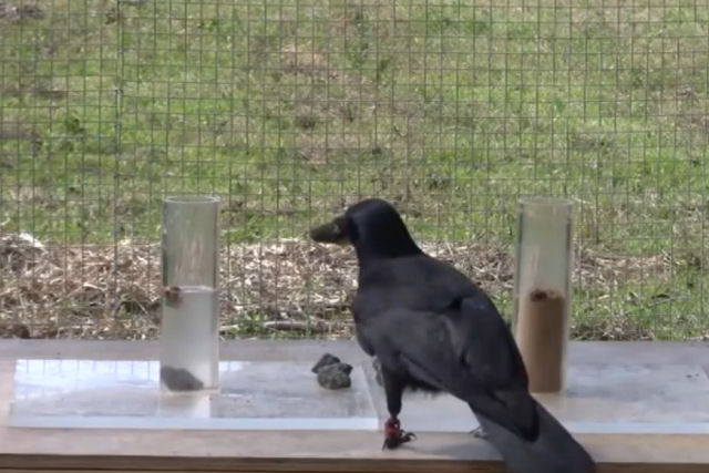 Este corvo supera todos os desafios propostos neste teste de inteligência