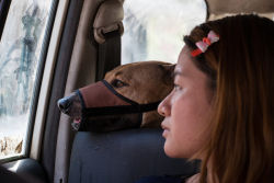 Conheça a comovente história da jovem que sacrificou tudo para salvar os cães de rua da Birmânia