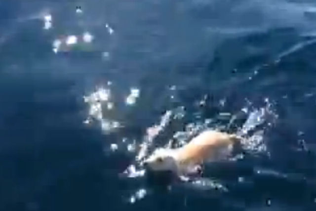 Velejadores italianos resgatam cãozinho no mar