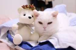Uma gata de 17 anos é a estrela da internet mais preguiçosa de todo o Japão
