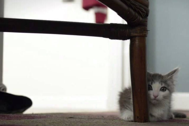 A adorável história de um gatinho que acaba de ser adotado conhecendo sua melhor amiga