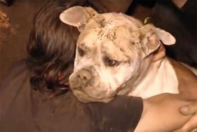 Assim foi o intenso resgate de um cão que esteve 3 dias preso debaixo da terra