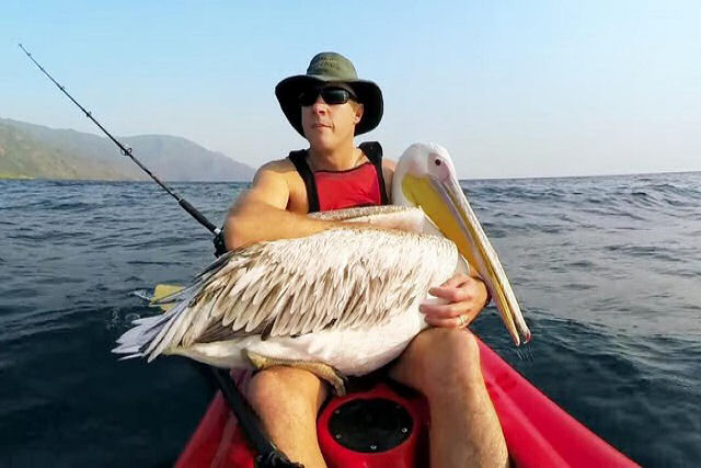 O meu amigo pelicano