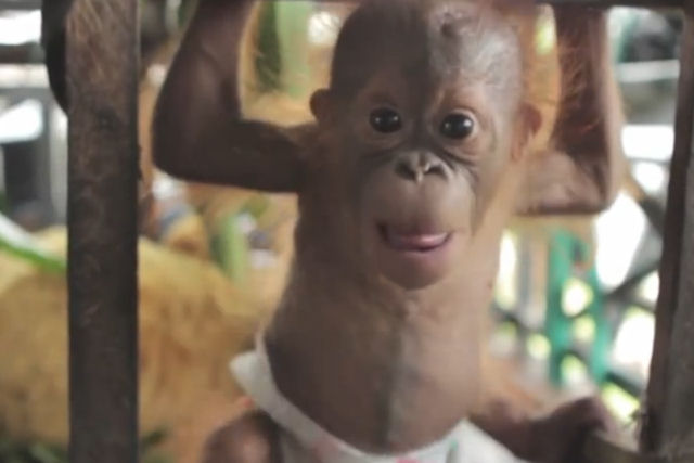 Bebê orangotango encontra outros macacos pela primeira vez