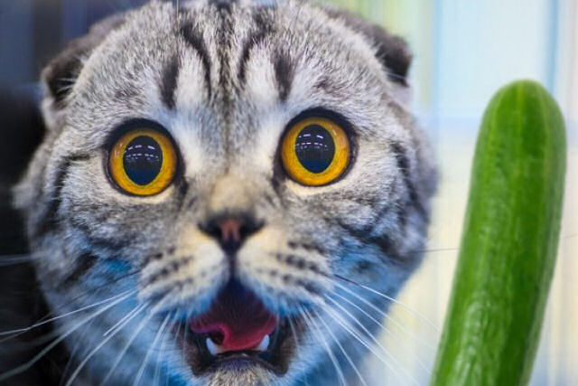 Por que os gatos têm tanto medo de pepinos?