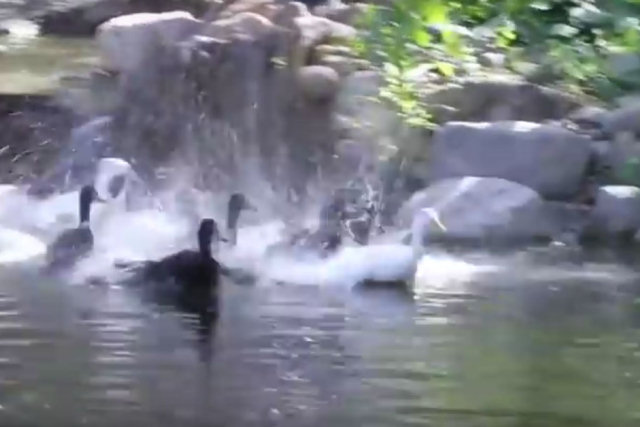 Veja a alegria destes patos nadando pela primeira vez