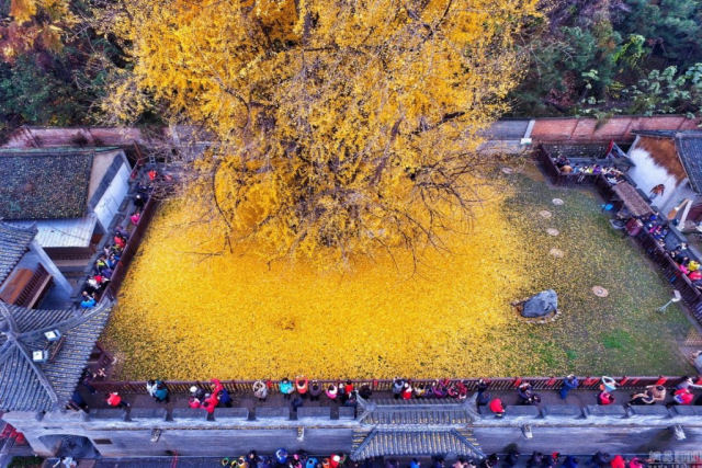 As folhas caídas desta ginkgo de 1400 anos inundam este templo budista chinês