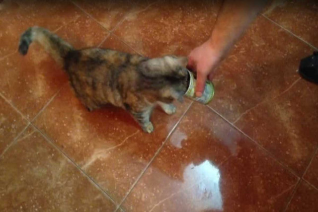 Quando este gato cheira uma lata de azeitonas, seu mundo fica de patas para o ar