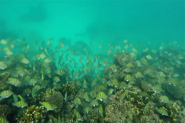 Aeromodelo cai no mar e captura imagens subaquáticas espetaculares