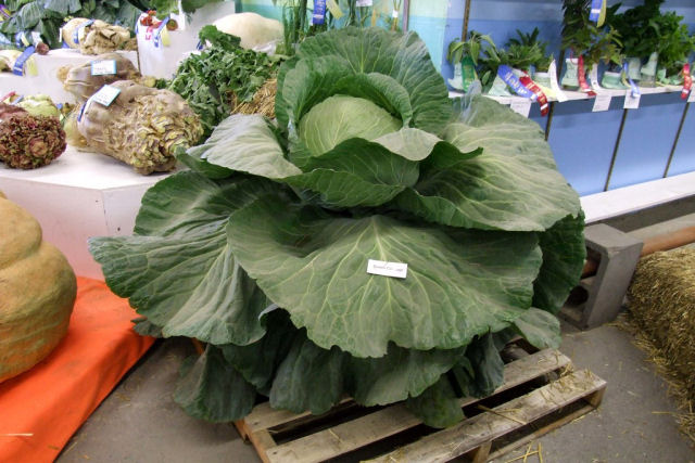 Voc sabe por que os vegetais do Alasca so to gigantescos?