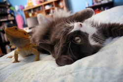 Este gato acaba de encontrar a sua alma gêmea em um lagarto