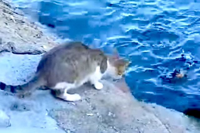 Este gato de rua é melhor pescador do que você