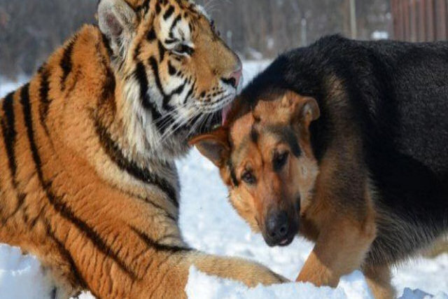 Um tigre e um cão protagonizam uma bela história de amizade