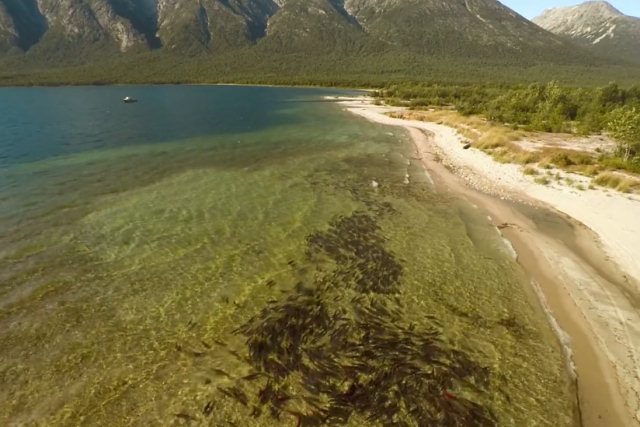 Fantsticas filmagens areas de uma das maiores migraes de salmo do mundo