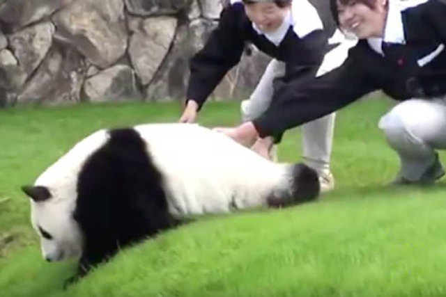 Este bebê panda e suas cuidadoras deram um engraçado e adorável espetáculo