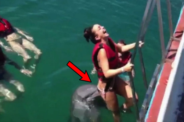 Golfinho insolente tenta fazer que uma menina permaneça na água, batendo o nariz contra seu traseiro!
