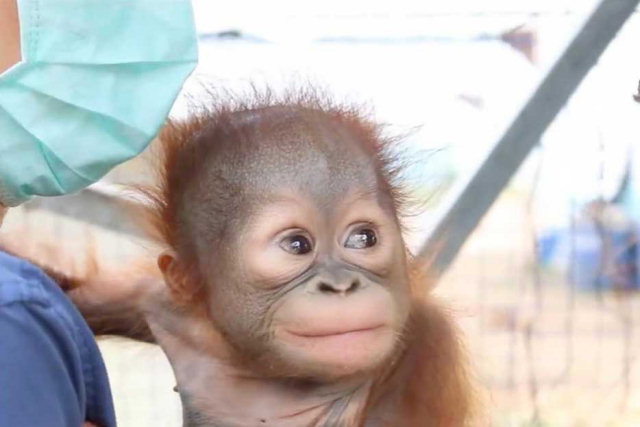 Este filhote de orangotango subiu em uma árvore pela primeira vez